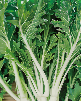 Mizuna Seeds Brassica Rapa Leafy Vegetable