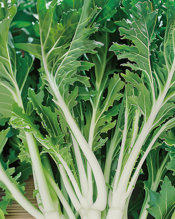 Mizuna Leafy -siemenet (Brassica rapa) – vihannes