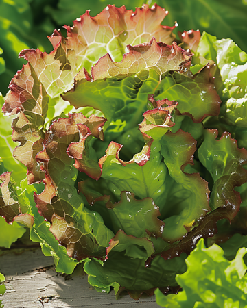 Salaatti Ubriacona siemenet (Lactuca sativa) – yksivuotinen vihannes
