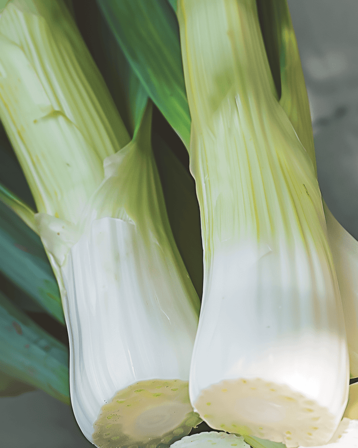 Talvipurjo Tornado -siemenet (Allium porrum) – vihannes