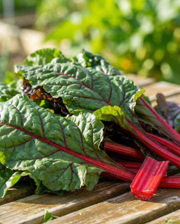 Rhubarb Chard Early Red Stems (Beta vulgaris) – vihannessiemenet | SeedsChoice