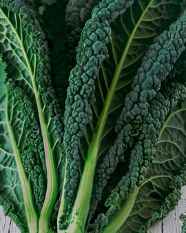 Lehtikaali Nero Di Toscana siemenet Brassica oleracea yksivuotinen lajike