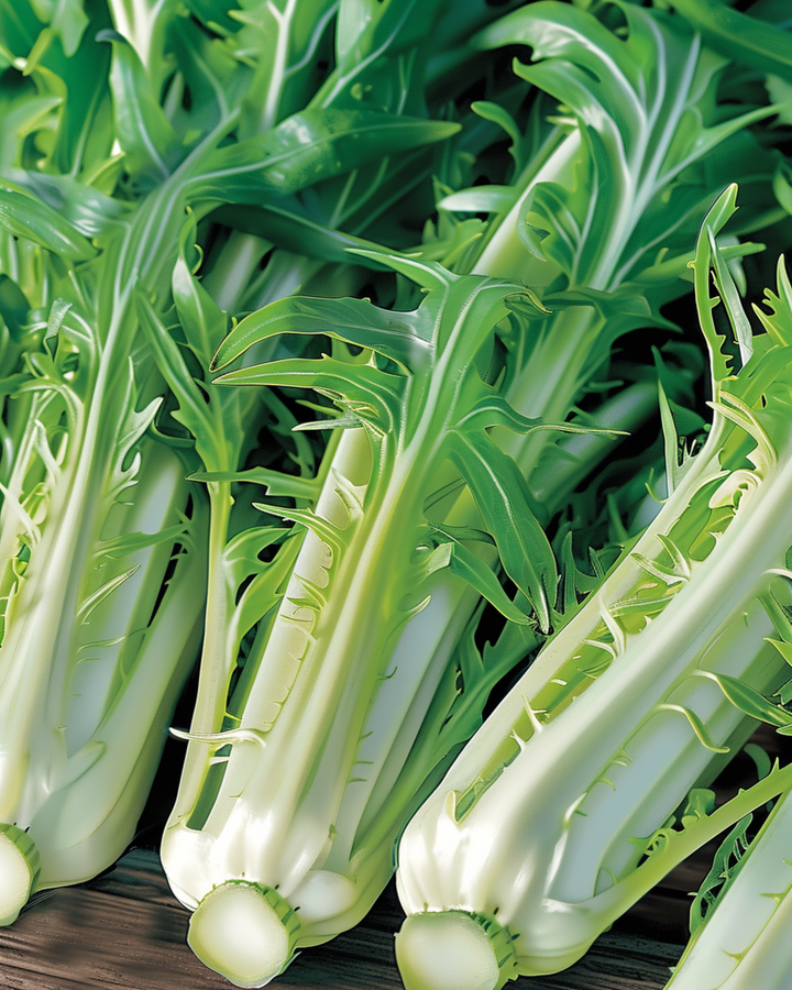 Lehtisikuri Puntarelle Brindisina Catalogna -siemenet (Cichorium intybus) – yksivuotinen vihannes