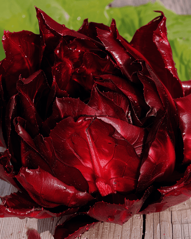Leaf Chicory Orchidea Rossa Red seeds (Cichorium intybus) – vegetable
