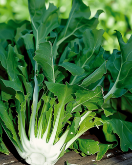 Chicory Seeds Barba Di Cappuccino Cichorium Intybus Annual Variety