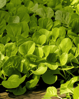Leaf Chicory Seeds Zuccherina Di Trieste Cichorium Intybus Annual