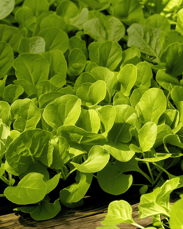 Lehtisikuri Zuccherina Di Trieste siemenet (Cichorium intybus) – yksivuotinen vihannes