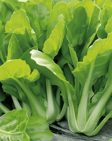 Sikurin siemenet Cut And Come Again (Cichorium intybus) – yksivuotinen vihannes