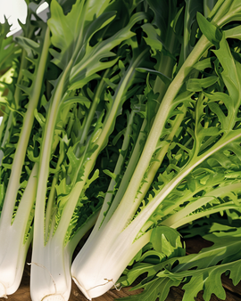 Lehtisikuri Catalogna Pugliese -siemenet – vihannessiemenet Cichorium intybus