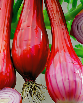 Sipuli Long Red From Florence -siemenet Allium cepa yksivuotinen