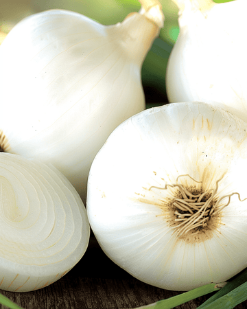 Sipulin siemenet Tonda Musona keskiaikainen (Allium cepa) – vihannes