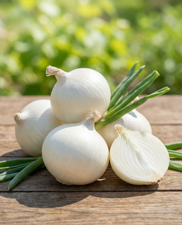 Sipuli Tonda Musona keskiaikainen (Allium cepa) – vihannessiemenet SeedsChoice-verkkokaupasta