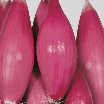 Sipulin siemenet Tropea Rossa Lunga keskiaikainen (Allium cepa) – vihannes