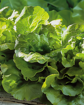 Little Gem Lettuce Seeds Lactuca Sativa Compact Heads Variety