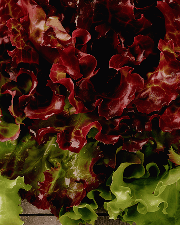 Irtolehtisalaatin siemenet Early Italian Cut (Lactuca sativa) – vihannes
