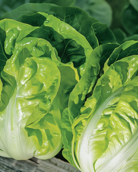 Lettuce Seeds Romaine Blonde Lactuca Sativa Heat Tolerant Variety