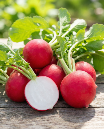 Burro Gigante Early Red Round Root -retiisi (Raphanus sativus) – vihannessiemenet | SeedsChoice
