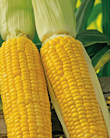 Maissin Dolce Medium Early siemenet (Zea mays) – yksivuotinen vihannes