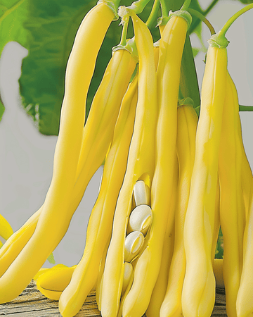 Kääpiöpensaspapu Berggold Early – siemenet (Phaseolus vulgaris) – vihannes