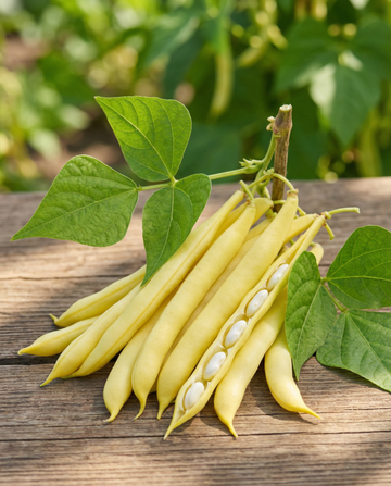Kääpiöpensaspapu Berggold Early (Phaseolus vulgaris) – vihannessiemenet, SeedsChoice