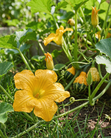Koristetykkyrä Autumn Decor (Cucurbita pepo) – yksivuotinen sekoitus siemenet SeedsChoice