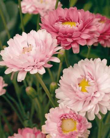 Double Mixed -siemenet (Helipterum roseum) – yksivuotinen kukka