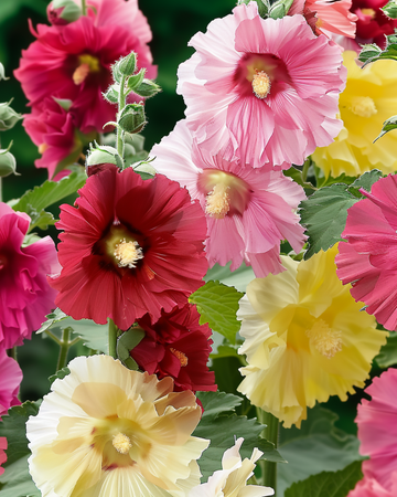 Malvaruusun siemenet Summer Carnival (Alcea rosea) – yksivuotinen