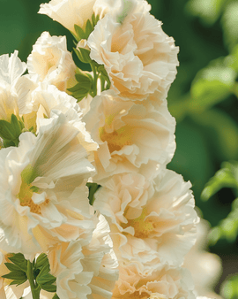 Malvaruusun siemenet Majorette Champagne Alcea Rosea yksivuotinen