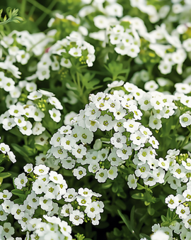 Alyssum-siemenet Lobularia Maritima yksivuotinen Snowcloth