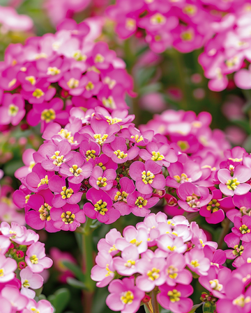 Alyssum Rosie ODay -siemenet (Lobularia maritima) – yksivuotinen