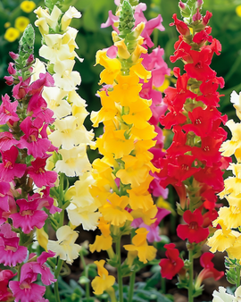 Snapdragon Seeds Antirrhinum Majus Tall Mixed Annual Flower