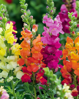 Leijonankita-siemenet Antirrhinum majus – yksivuotinen sekoitus, puolipitkä