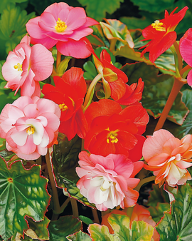 Begonia Seeds Mixed Begonia Semperflorens Annual