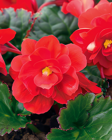 Red Comet siemenet (Begonia semperflorens) – yksivuotinen