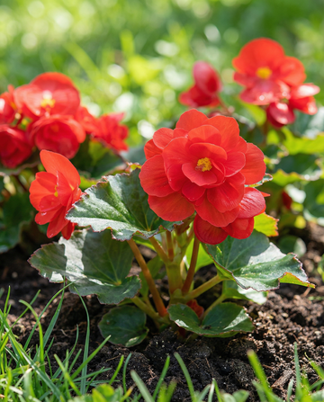 Red Comet (Begonia semperflorens) – yksivuotiset siemenet SeedsChoicelta