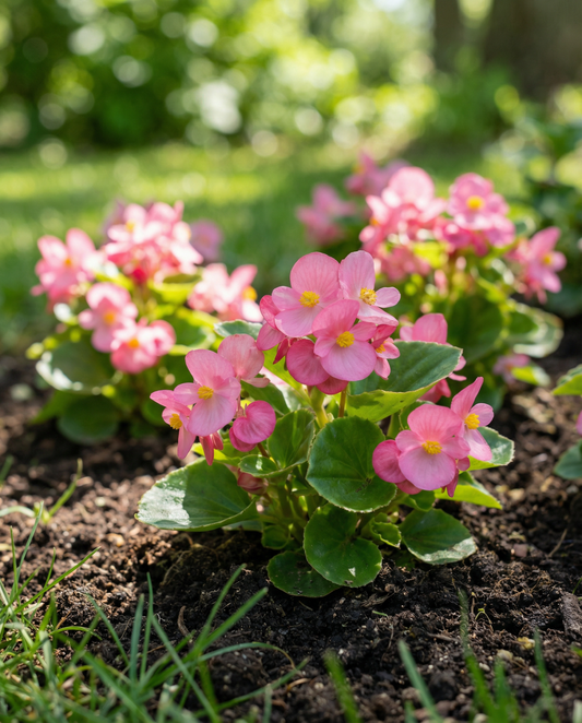 Rose Comet F1 Pink (Begonia semperflorens) – annual seeds from SeedsChoice