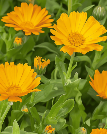 Kehäkukansiemenet (Calendula arvensis) – yksivuotinen kukka
