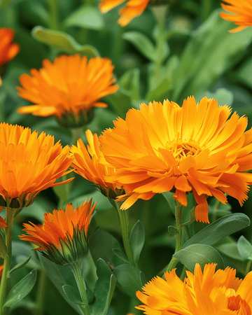 Kehäkukka Radio Orange -siemenet (Calendula officinalis) – yksivuotinen kukka