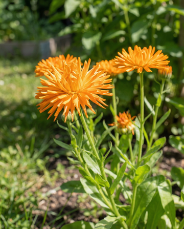 Kehäkukka Radio Orange (Calendula officinalis) – yksivuotisen kukan siemenet SeedsChoicelta