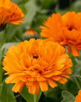 Kehäkukan siemenet Orange King Calendula officinalis yksivuotinen