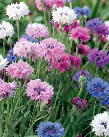 Ruiskaunokki Mixed -siemenet (Centaurea cyanus) – yksivuotinen kukka
