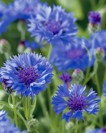 Ruiskaunokki Blue Ball siemenet (Centaurea cyanus) – vuosikukkanen