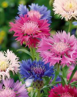 Hajuhattaran siemenet Centaurea moschata yksivuotinen sekavärit