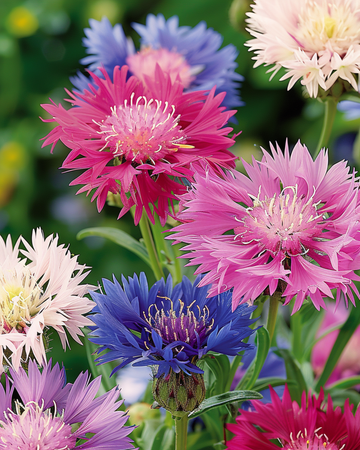 Hajuhattaran siemenet (Centaurea moschata) – yksivuotinen seos