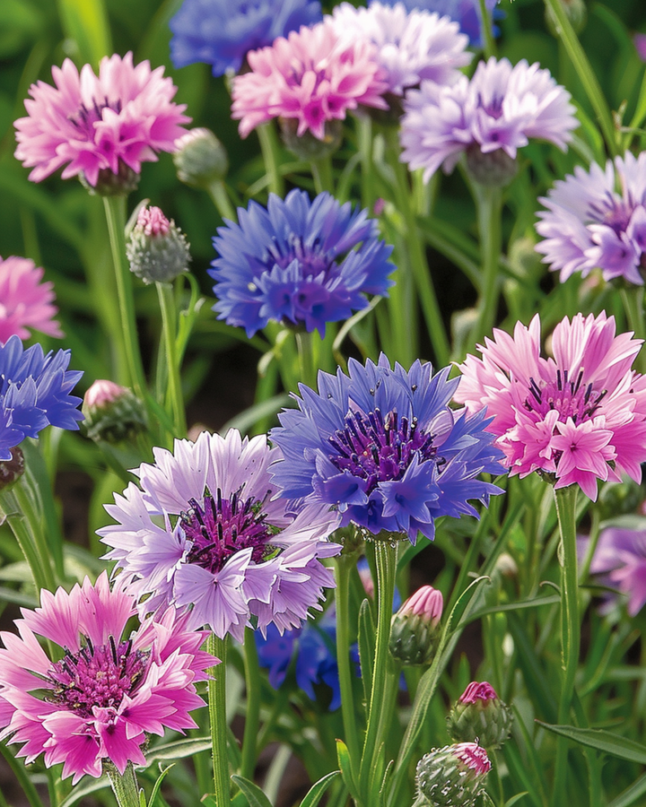 Ruiskaunokki Polka Dot Mix -siemenet (Centaurea cyanus) – yksivuotinen kukka
