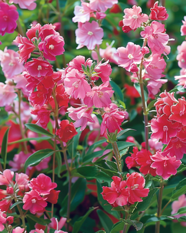 Clarkia Seeds Clarkia Unguiculata Annual Double Flowered Mixed