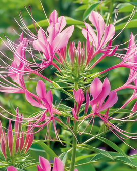 Hämähäkkikukka Rose Queen siemenet Cleome hassleriana yksivuotinen kukka
