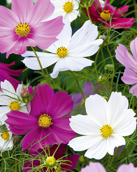 Cosmos-siemenet – Cosmos Bipinnatus yksivuotinen Sensation Mix