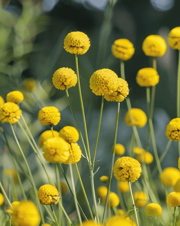 Craspedia-siemenet (Craspedia globosa) – yksivuotinen kukka