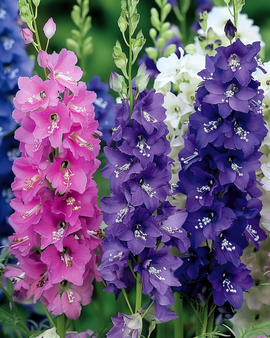 Larkspur Seeds Imperial Mixed Delphinium Consolida Annual